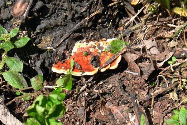 罹病したパラゴムノキの根元には病原キノコが発生