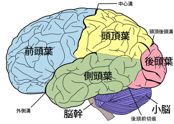 2000px-Brain_diagram_ja.svg