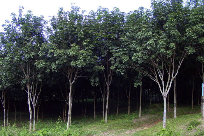 Rubber-plantation-01