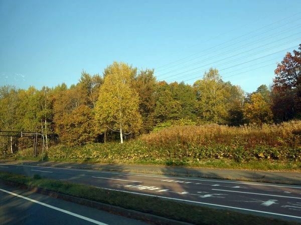 クルマとすごす日々 vol.6　紅葉　旭川鷹栖インターチェンジ